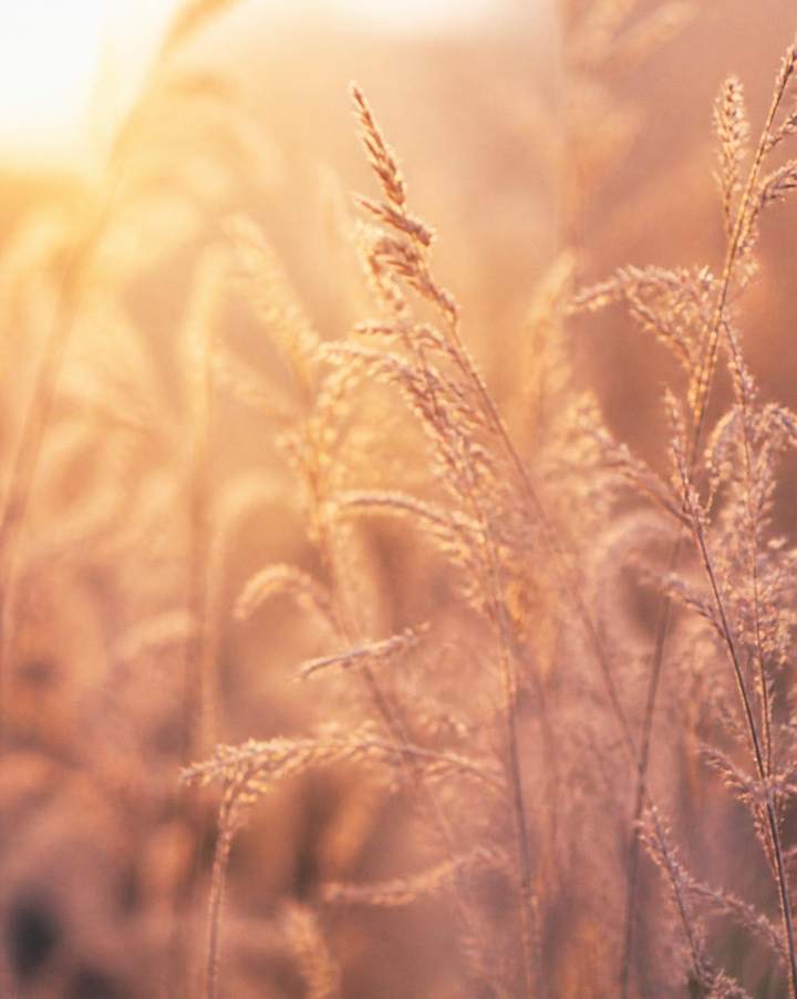 Warm morning light through tall grasses